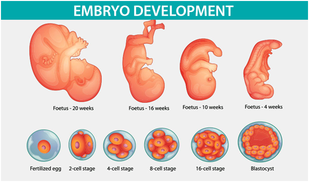 Embryo Development Nurture Fertility Centre And Womens Specialty Clinic
