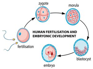 Embryo Development KNOW MORE